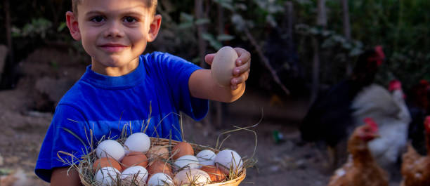 istock boy holding basket with chicken eggs on farm background. Selective focus 2101221311