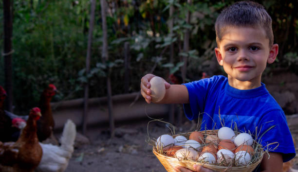 istock boy holding basket with chicken eggs on farm background. Selective focus 2101221313