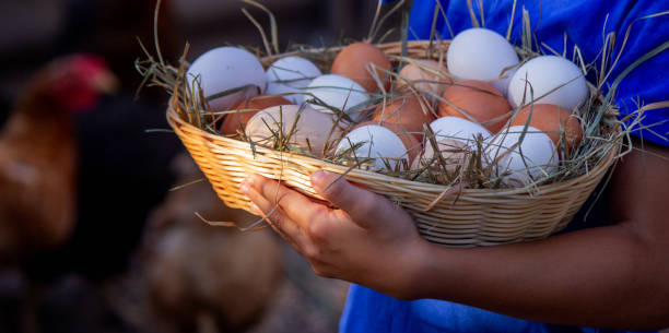 istock boy holding basket with chicken eggs on farm background. Selective focus 2101221320