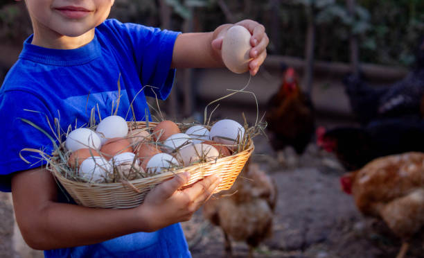 istock boy holding basket with chicken eggs on farm background. Selective focus 2101221325