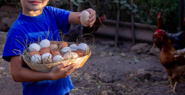 istock boy holding basket with chicken eggs on farm background. Selective focus 2101221327