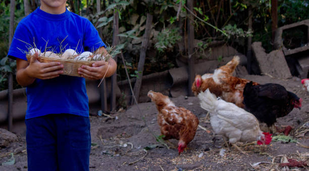 istock boy holding basket with chicken eggs on farm background. Selective focus 2101221330