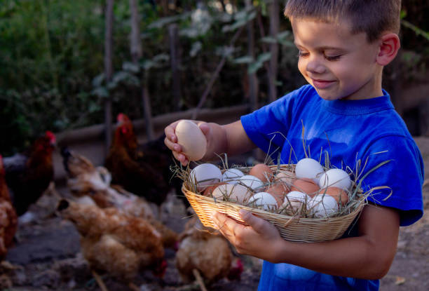 istock boy holding basket with chicken eggs on farm background. Selective focus 2101221331