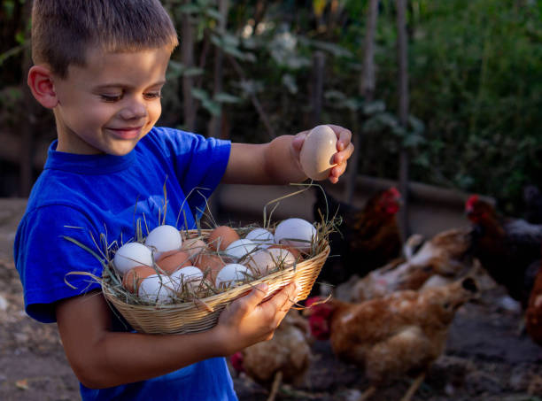 istock boy holding basket with chicken eggs on farm background. Selective focus 2101221333