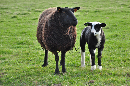 Black mother sheep with white and black spotted lamb in green grass