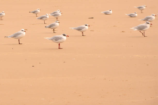 Group of juvenile black-headed gulls on a sandy beach, all looking the same direction