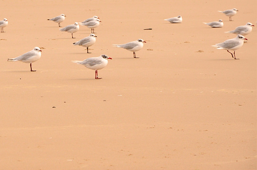 Group of juvenile black-headed gulls on a sandy beach, all looking the same direction
