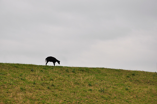 Photograph of isolated sheep on a ridge, grazing green grass