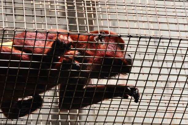 istock Red howler in cage in zoo 2101222951