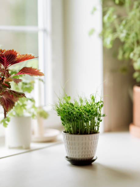 Micro greens growing in pot indoor.