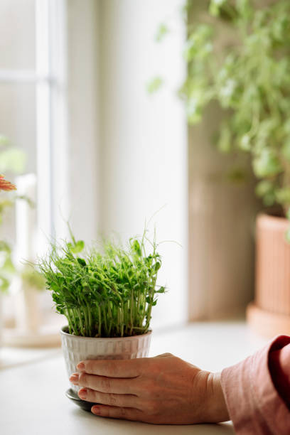 Woman holding homegrown pea shoots in potPhoto taken indoors in natural light