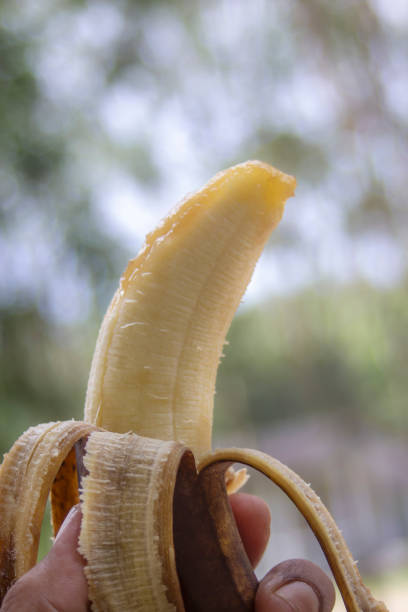 istock Rotten banana with hand holding on blurred bokeh nature 2101230430