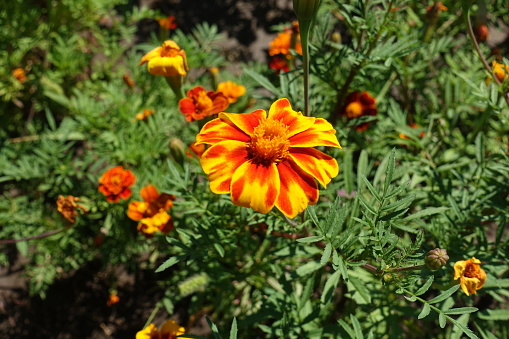 Reddish yellow flowers of single flowered french marigolds in July