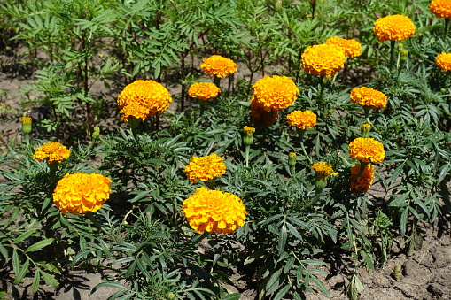 Bright orange flowers of Tagetes erecta in July