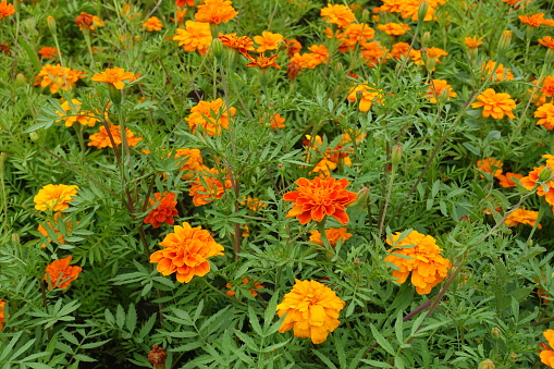 Blossom of bright orange Tagetes patula in July