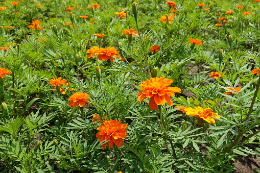Buds and orange flowers in the leafage of Tagetes patula in June