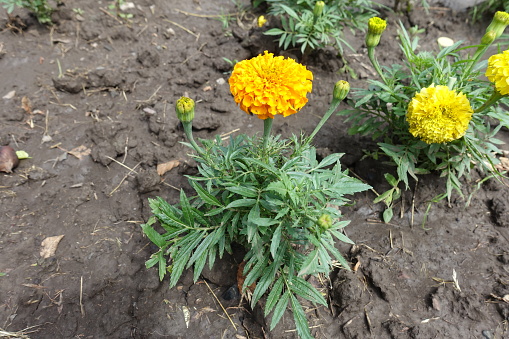 Pair of orange and yellow flowers of Tagetes erecta in July