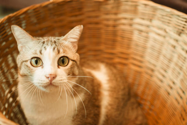 tabby cats in wooden basket and looking to camera