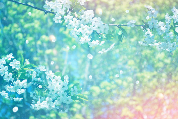 istock Soft focus. Blossoming branch cherry. Bright colorful spring flowers 2101264087