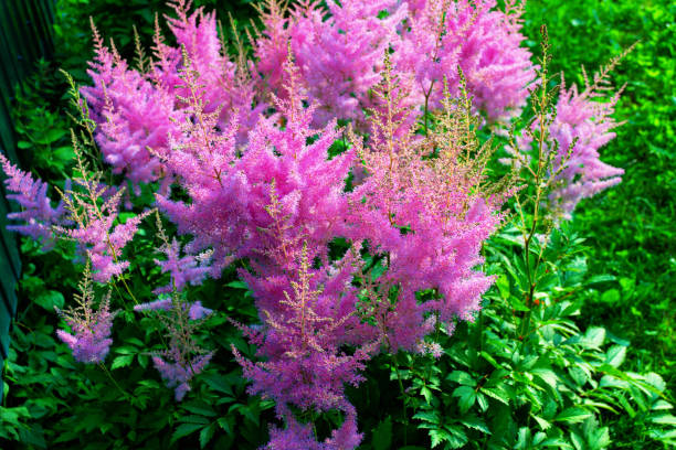 istock Blurred. Colorful bright flowers astilba 2101264624