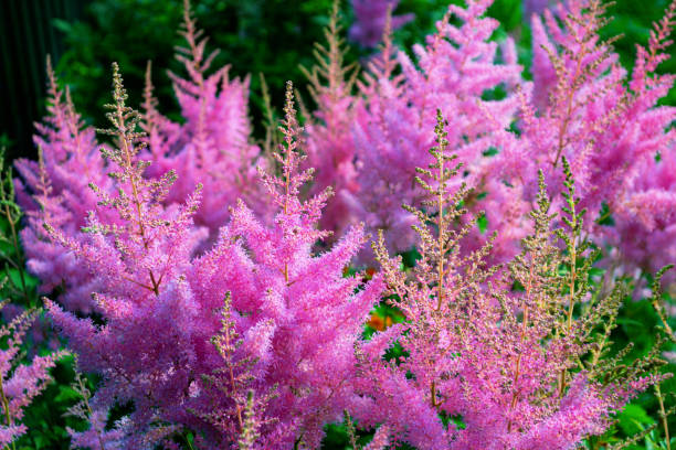 Blurred. Colorful bright flowers astilba