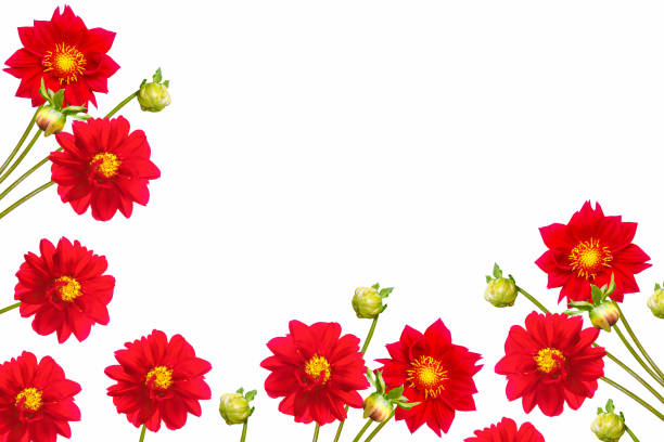 Colorful bright flower dahlia isolated on white background. nature. Floral natural composition.