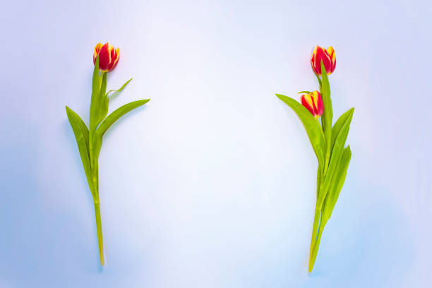 Bouquet of red tulip flowers, red background with copy space