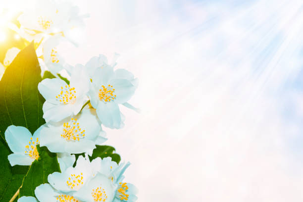 White jasmine. The branch delicate spring flowers. nature