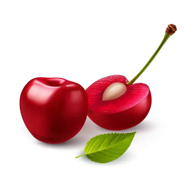 Vector illustration of Cherry berry
