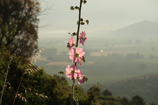 Beautiful pink hollyhock blooming close to Ephesus in the early morning sun, Selcuk, Turkey 2022