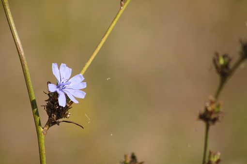 Close-up of blue common chicory flower with blurred background