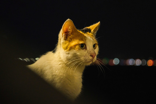 The cat's body is white. It has yellow and black sides on its head. The background is clean black and the bokeh effect of city lights.