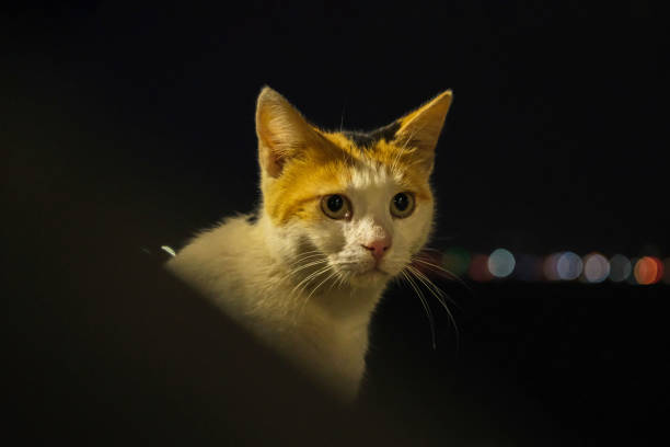 The cat's body is white. It has yellow and black sides on its head. The background is clean black and the bokeh effect of city lights.