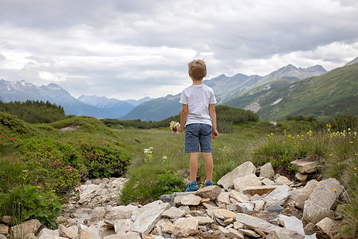 Beautiful blond child, boy, gathering wild flowers fom mother in the mountains in Switzerland, summertime