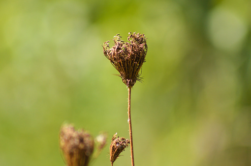 Close-up of single wild carrot brown seed with vivid green blurred background