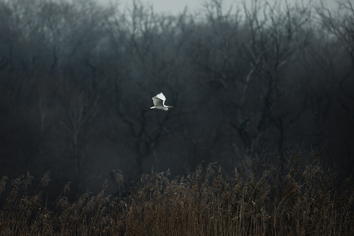 A Little egret flying low over tall grass and trees