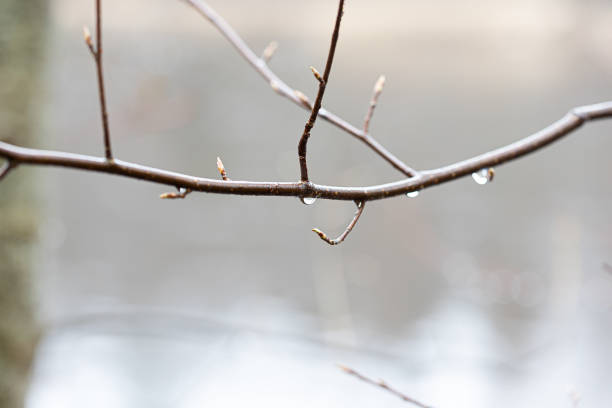 A nicely shaped water drop captured at the end of  twig.