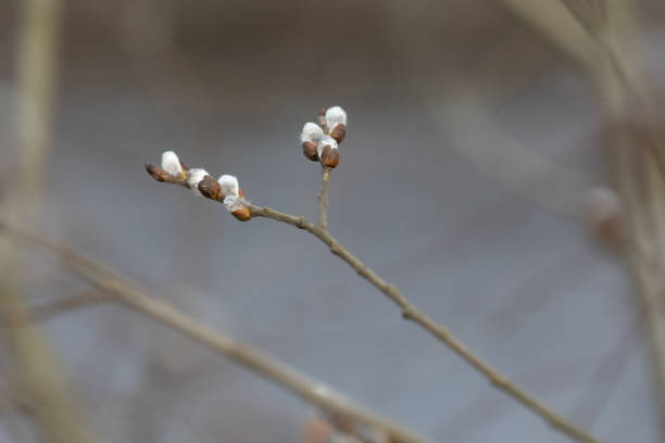 istock Beautiful tree branches during springtime in Gaija National Park, Latvia. 2101308814