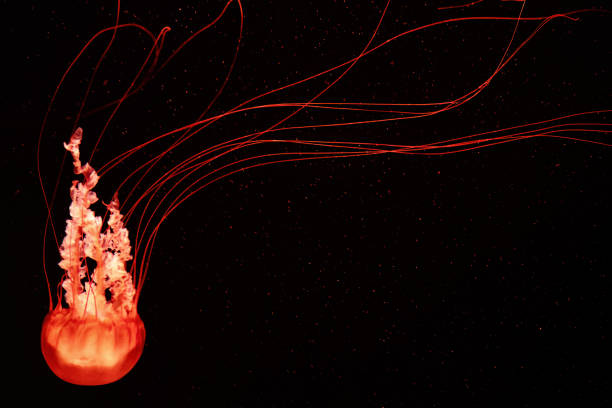 Elegant glowing orange jellyfish with long tentacles. Underwater life and creatures. Tranquil nature