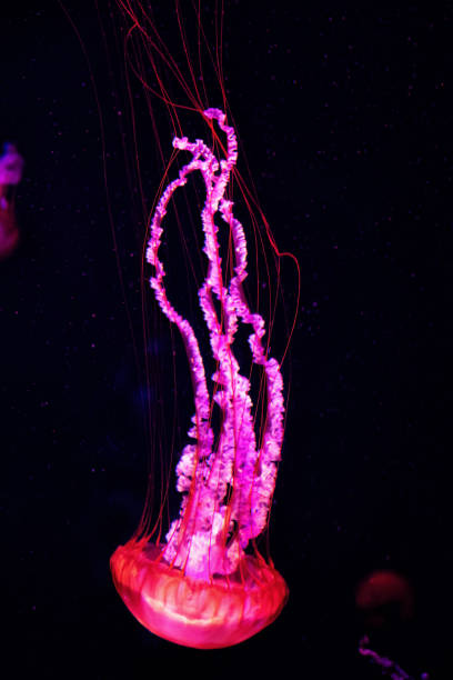 istock Elegant long glowing pink jellyfish in the dark deep water 2101313650