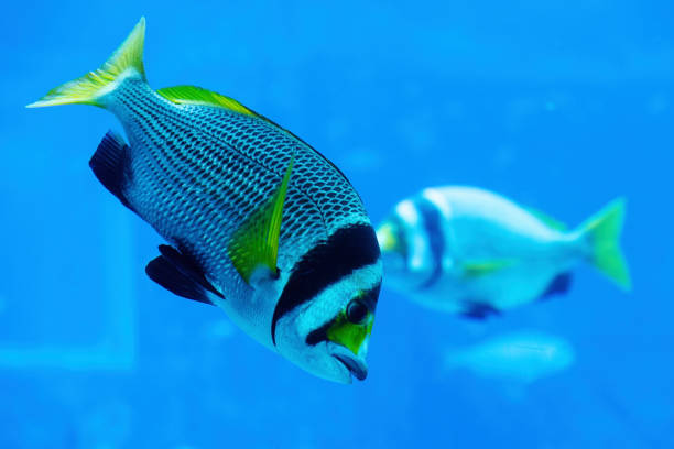 Colorful doublebar bream swimming deep in the blue water. Underwater life and creatures