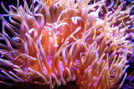Detailed view of pink sea anemones. Underwater life and creatures. Tranquil scene