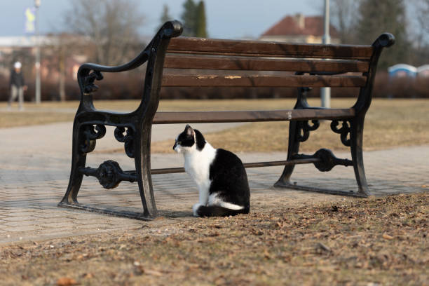 istock A beautiful black and white cat enjoying a day outdoors in the town. 2101317351