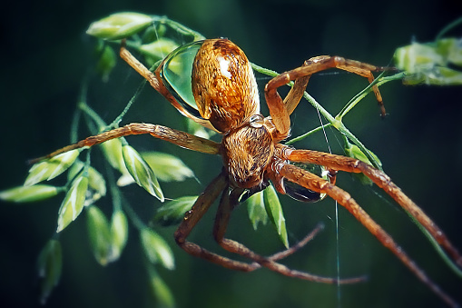 Philodromus Running Crab Spider. Digitally Enhanced Photograph.