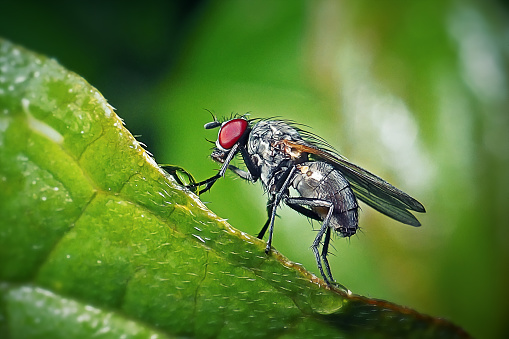 Anthomyiidae Muscoidea Fly Insect. Digitally Enhanced Photograph.