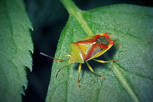Elasmostethus interstinctus Birch Shieldbug Insect. Digitally Enhanced Photograph.