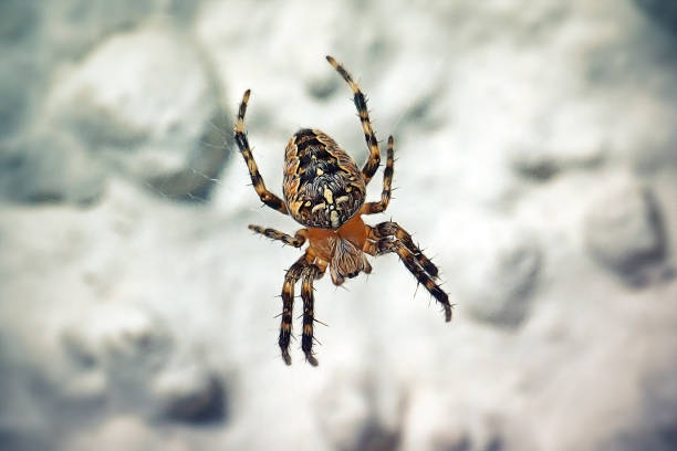 Araneus diadematus Cross Spider. Digitally Enhanced Photograph.