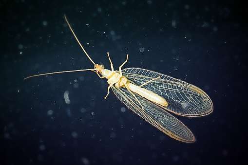 Chrysoperla carnea Common Green Lacewing Insect. Digitally Enhanced Photograph.