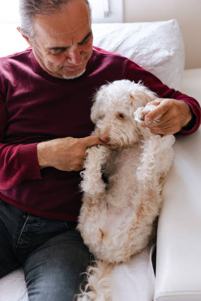 istock White old man loves his dog while sitting on the couch 2101329144