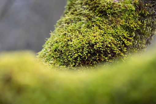 A beautiful close-up of green moss growing on trees during early spring. Natural scenery of Northern Europe woodlands.
